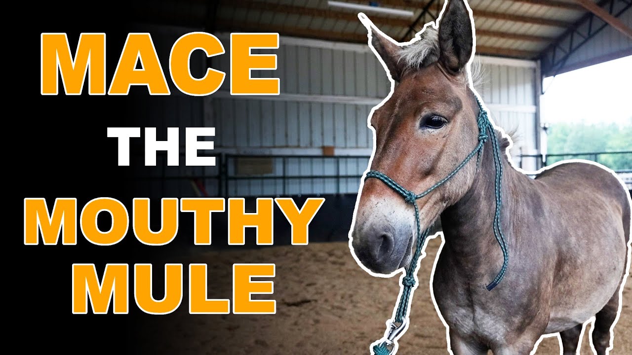 Training a Mule - Mace | Training Tuesday