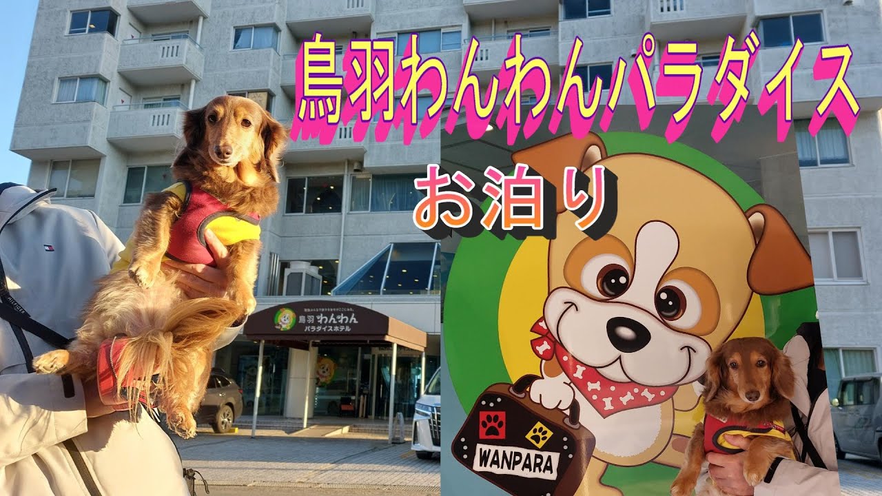 【わんことお泊り】三重県 鳥羽わんわんパラダイスホテルにお泊り！#ミニチュアダックスフンド