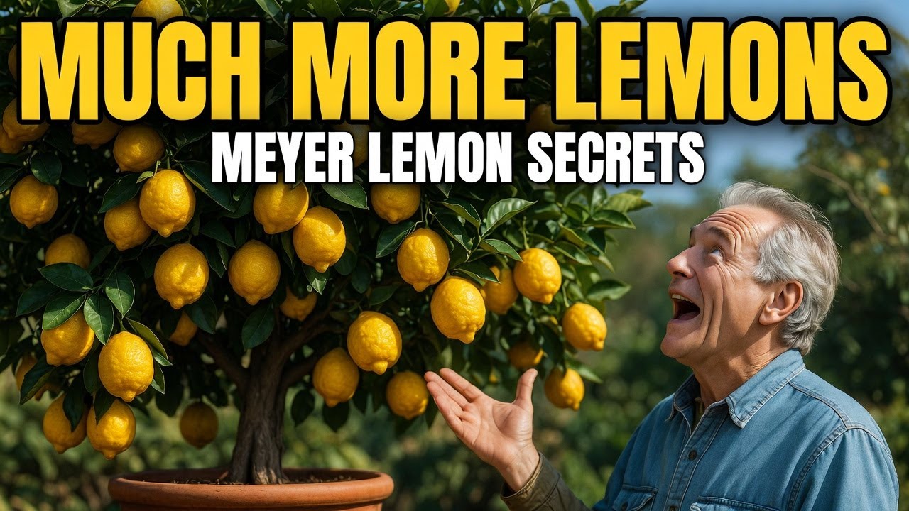 The HACK For Growing LEMONS WITHOUT WATERING