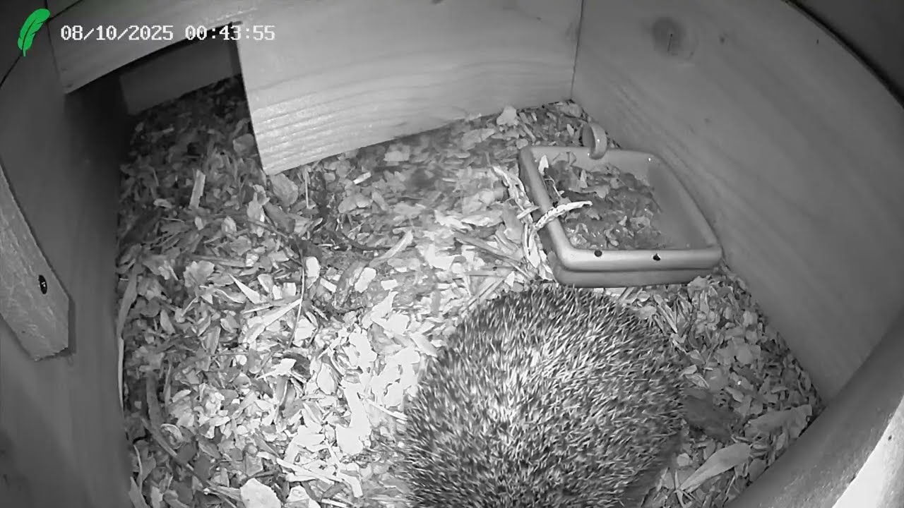 🔴 Hedgehog Live Cam - Cornwall, UK