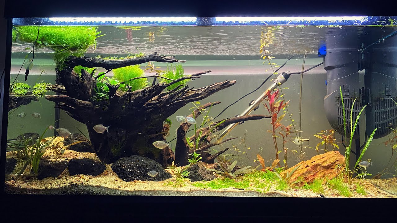 My New Dream Aquarium - Step By Step Guide How To Aquascape A Second Hand Fluval Roma 200 Fish Tank
