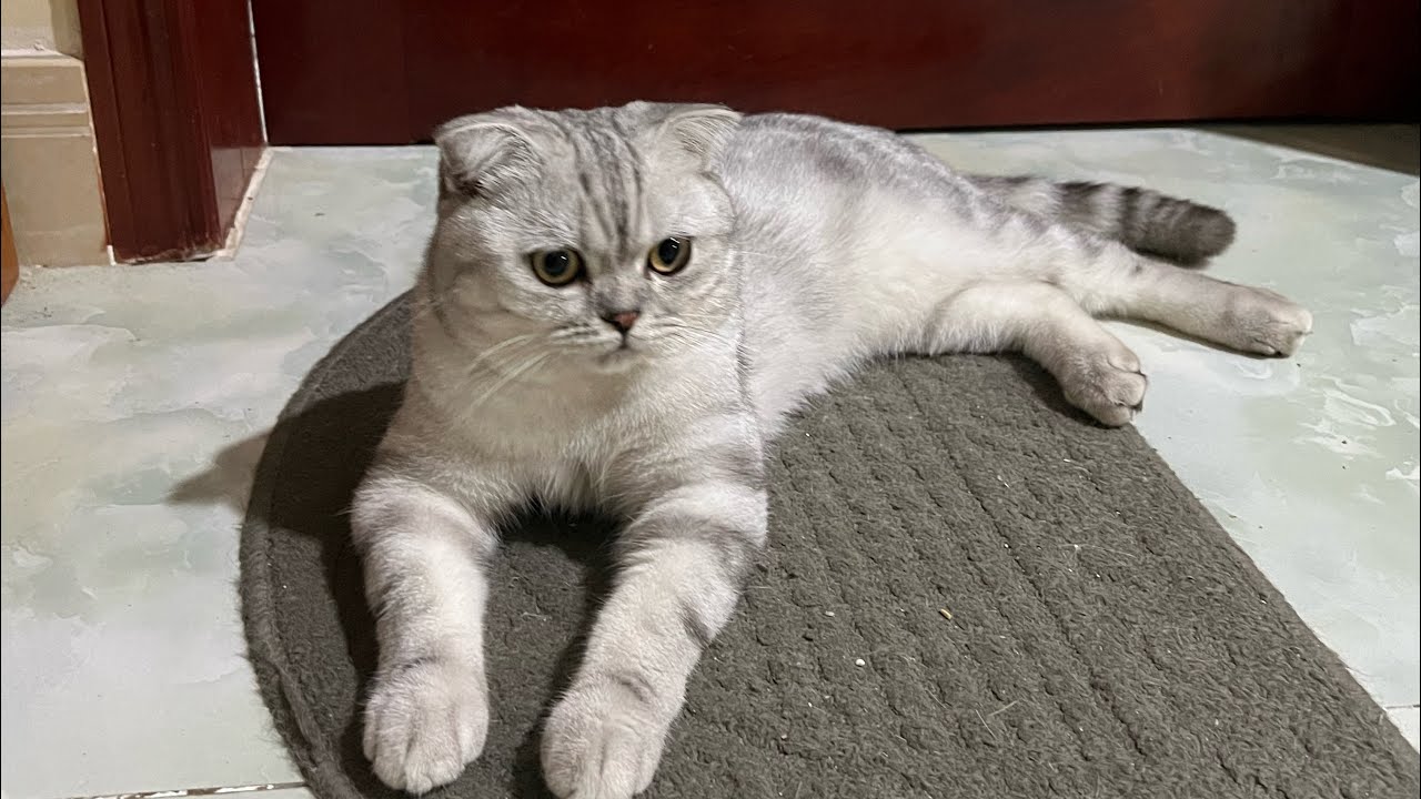 Ỷ mập hiếp ốm#cat 