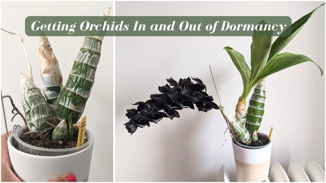 How to Handle Dormancy Period & Take Orchids In & Out of Dry Winter Rest