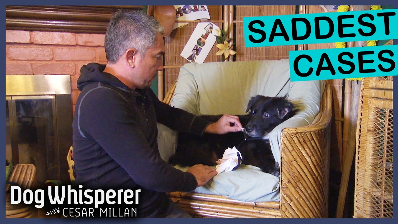 Saddest Stories In Dog Whisperer History 💔 | Dog Whisperer With Cesar Millan Marathon