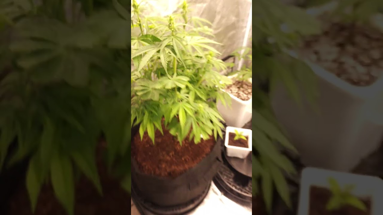 Skywalker OG at flower week 3 (day 19 / day 62 from seed 🌱