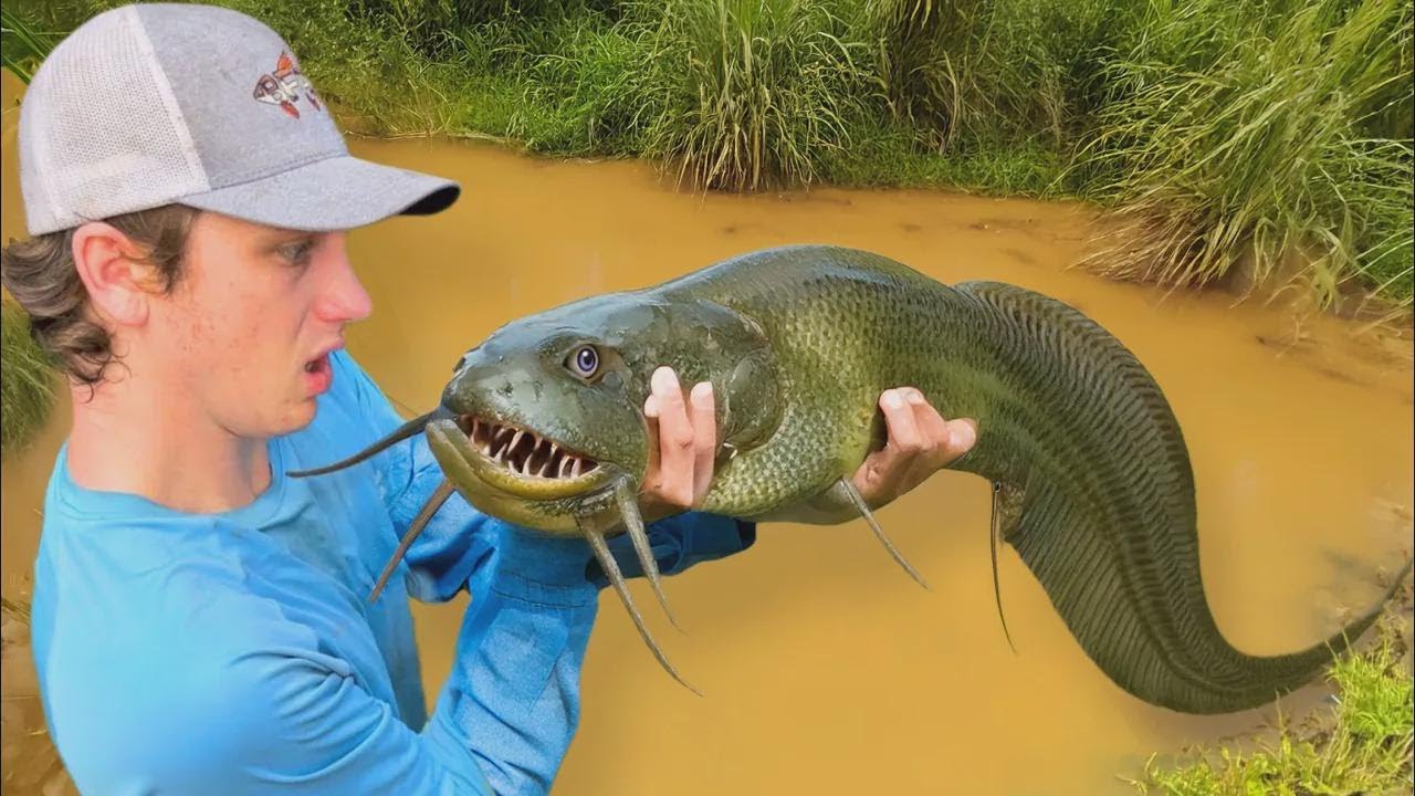 Ho scoperto un pesce alieno in uno stagno abbandonato!