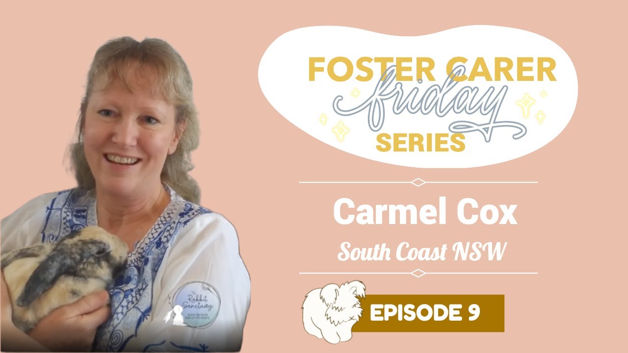 Daily Life of a Rabbit Foster Carer with Carmel Cox | Foster Carer Friday Series | Episode 9