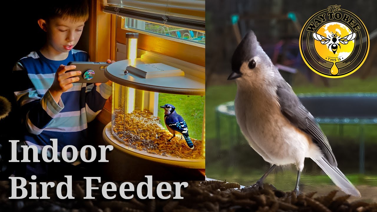 Window Mounted Bird Feeder by hiBirdie, Assembly and complete Review, wild birds INSIDE your house.