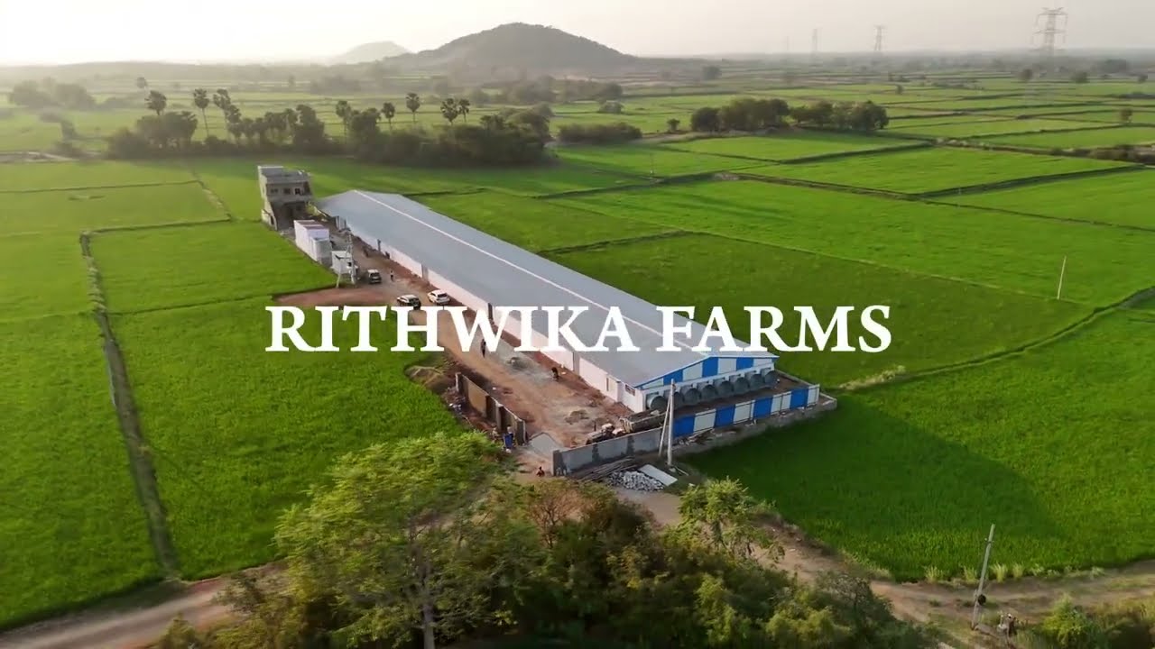 Fully Automated EC Poultry Farm #poultry #poultryfarming #ecpoultryfarm #poultryfarm  #poultryfarm