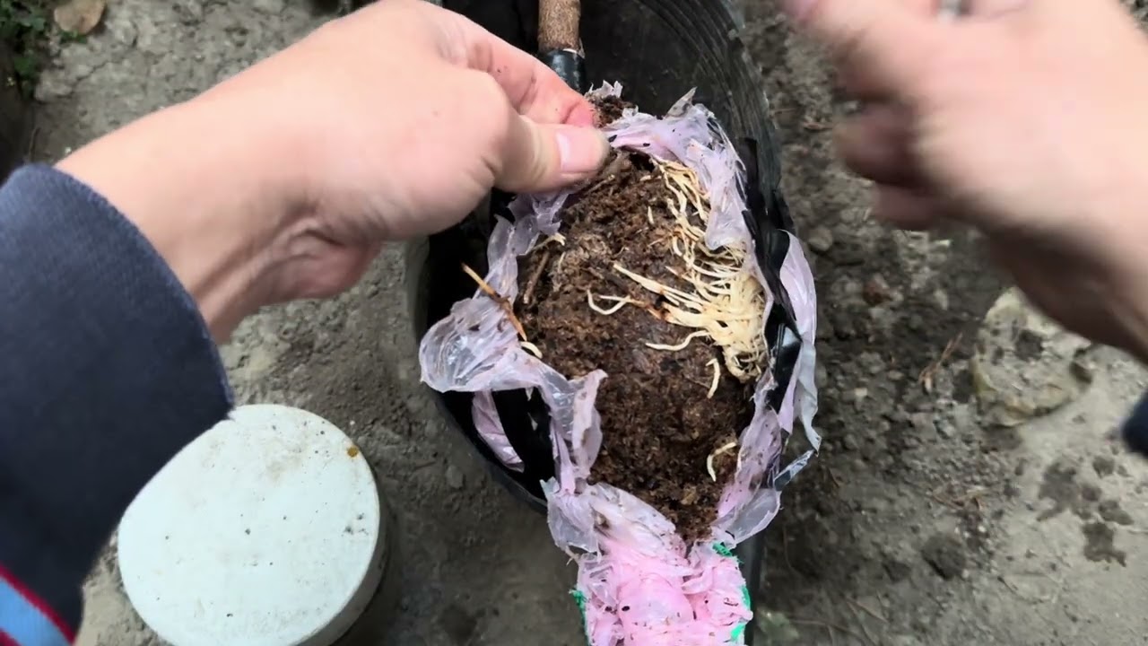 高壓的紅毛丹，根系長得不錯，不過怕冷的植物這時候盆植不知能否成功？￼2026年1月25日