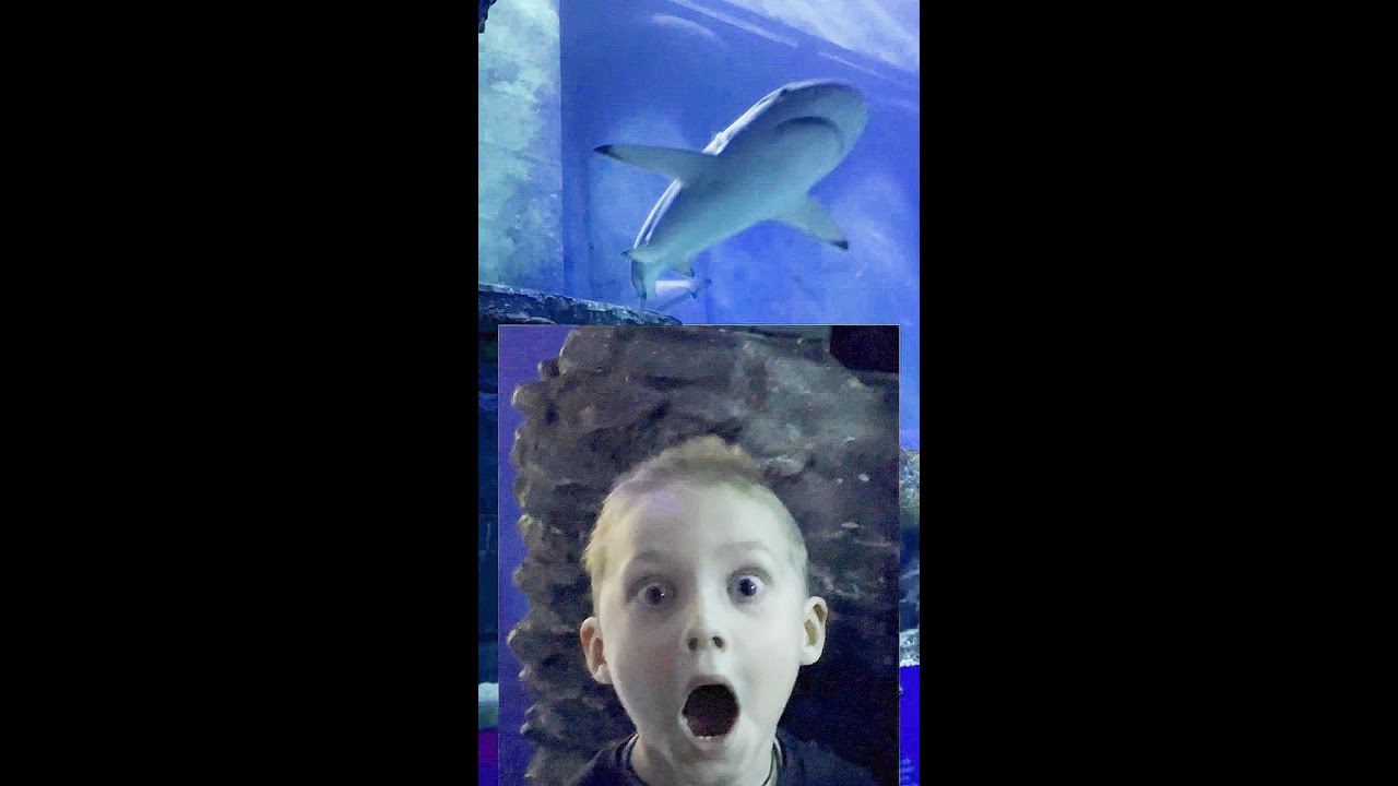 Осторожно АКУЛА! 