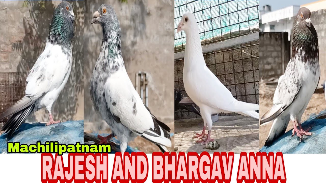 24/02/2021 top class quality Andhra pigeon of Mr Rajesh and Bhargav Anna Machilipatnam AP.
