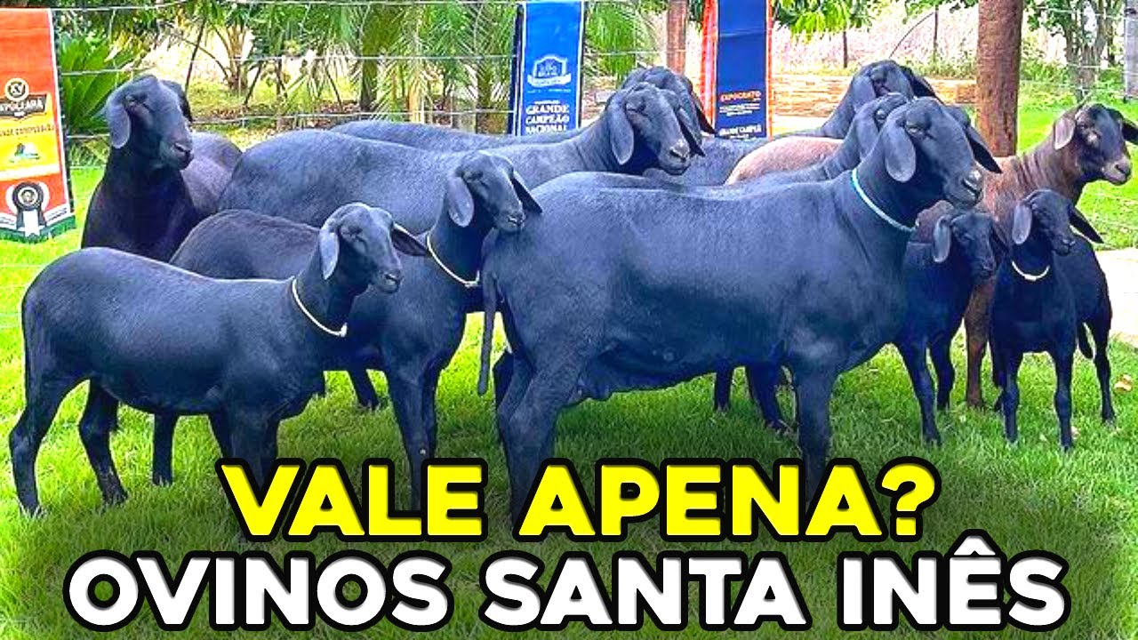 ✅ Ovinos Santa Inês VALE APENA CRIAR? Conheça Raça Santa Inês