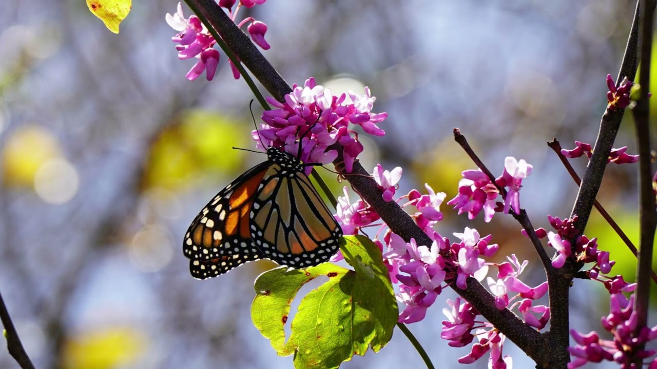 Eastern Redbud - 60 Second Plant Profiles