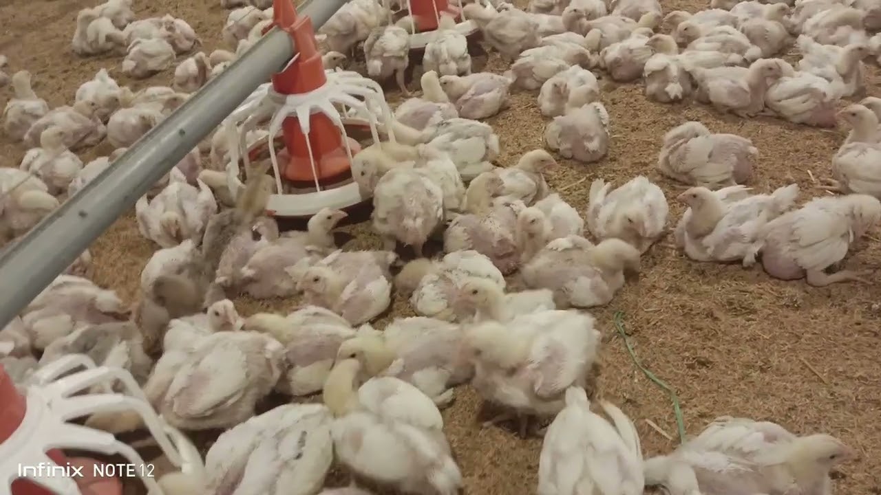 Poultry Farm 20000 broiler chicken | How to Use Medicine Against CRD, Mycoplasma And E.coli Recovery