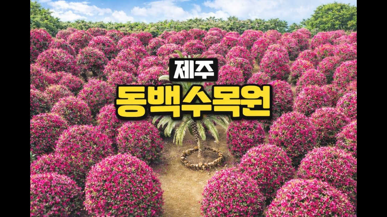 제주 동백수목원 산책 🌺 겨울에 가장 붉은 힐링 공간#제주동백수목원 #제주여행#제주힐링 #겨울제주#동백꽃 #제주산책#힐링영상 #자연풍경 #제주감성