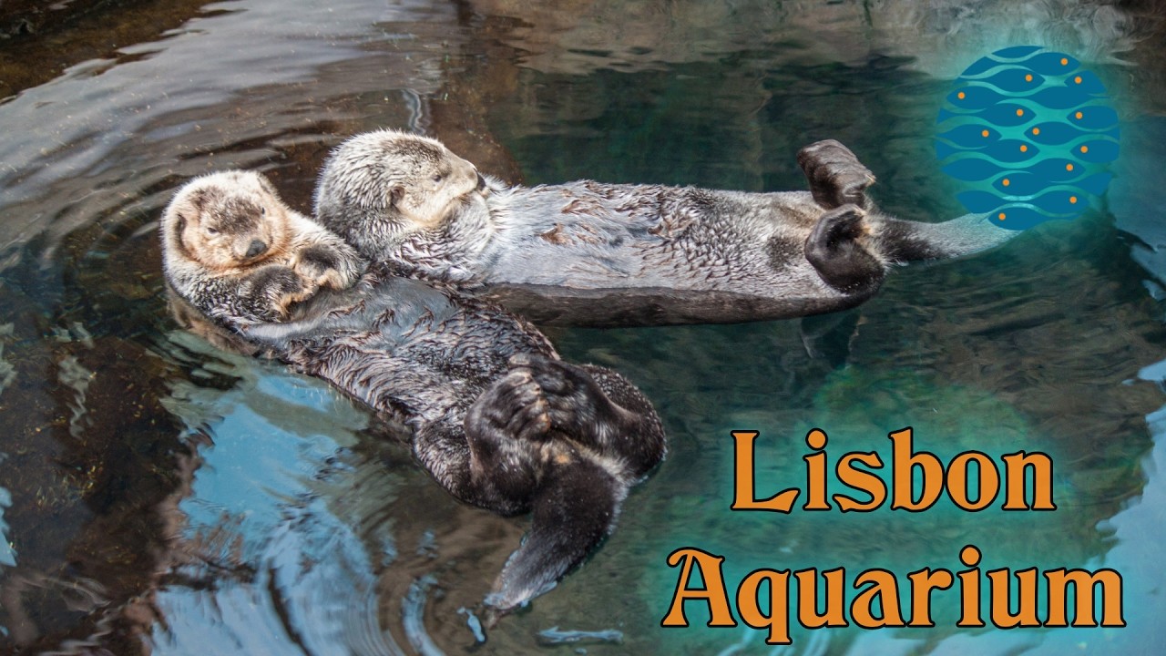 Visit to the Lisbon Aquarium