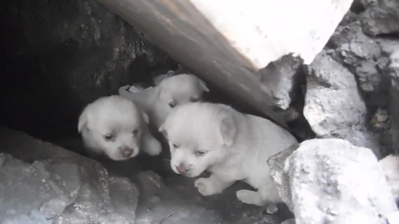 石头下的流浪狗。母狗把小奶狗生在石头下，呼吁救助它们、大狗小狗真可怜。