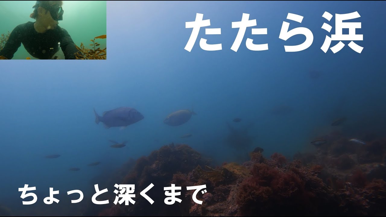 8月の観音崎たたら浜のちょっと深い所まで行ってみた