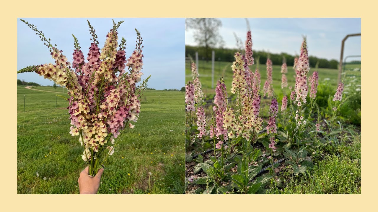 Verbascum Southern Charm | Farmer's Market Prep | Maintenance Marathon Day 2
