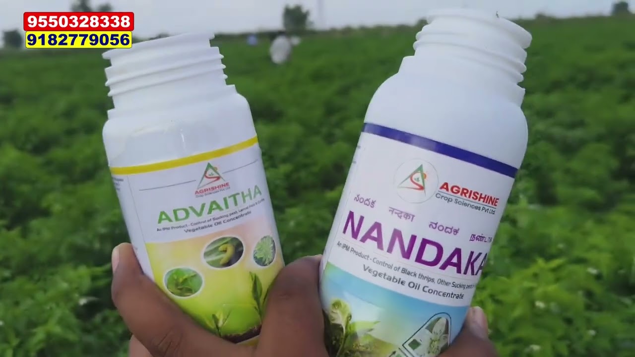 Advitha and nandaka chilli lo #advitha #nandaka #agrishine #oils #oil