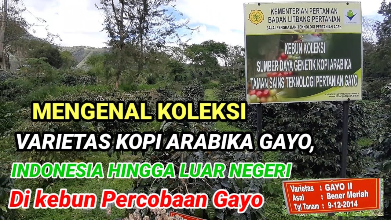 Melihat Koleksi varietas kopi arabika  asala gayo, jawa, jember, USA, Yaman dan Australia di KP Gayo