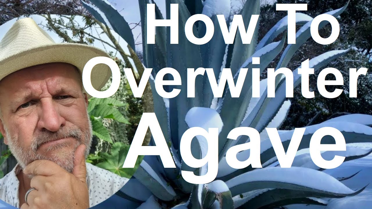 Tropical Gardens UK:  How To Overwinter Agave