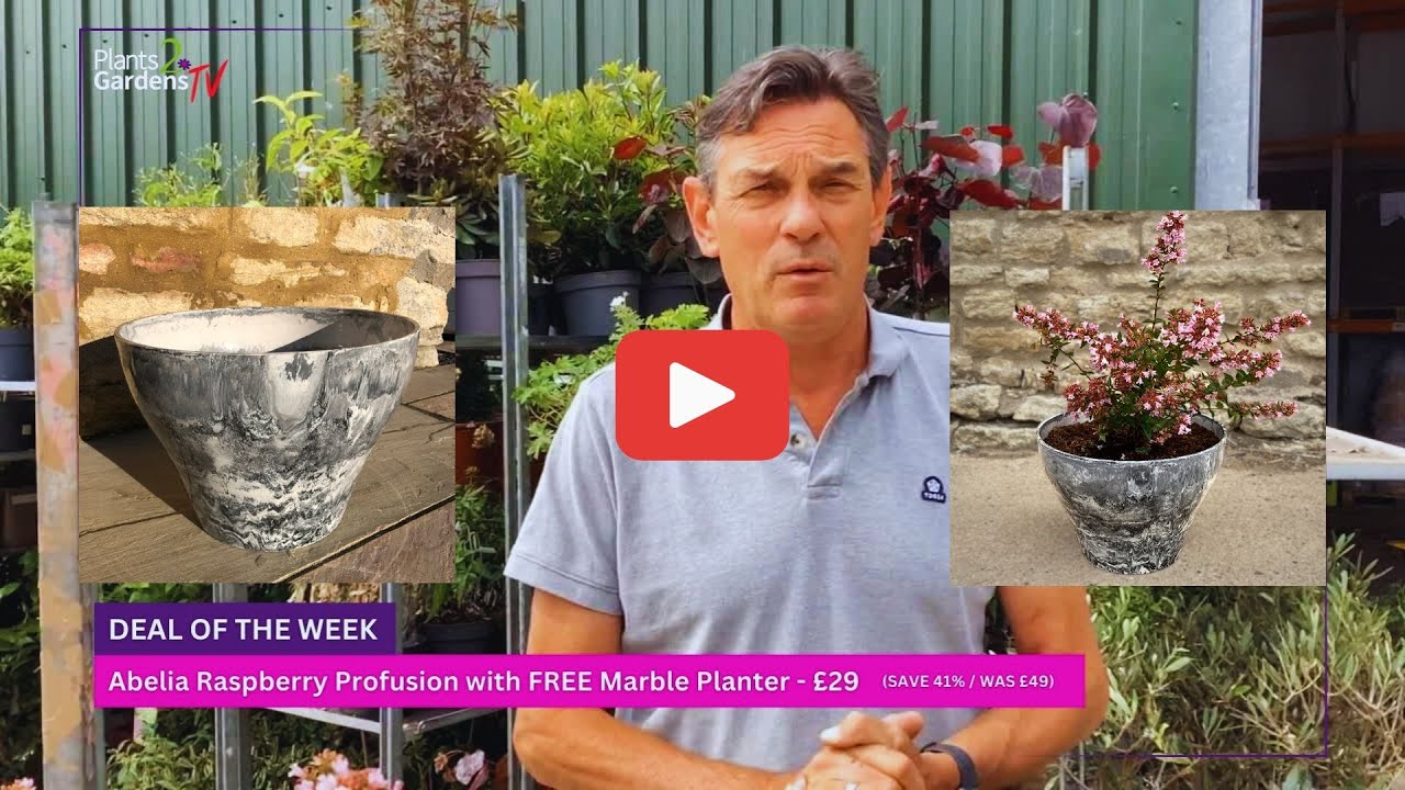 🌸 Abelia ‘Raspberry Profusion’ + FREE Marble Planter | Save 41% | Plants2Gardens