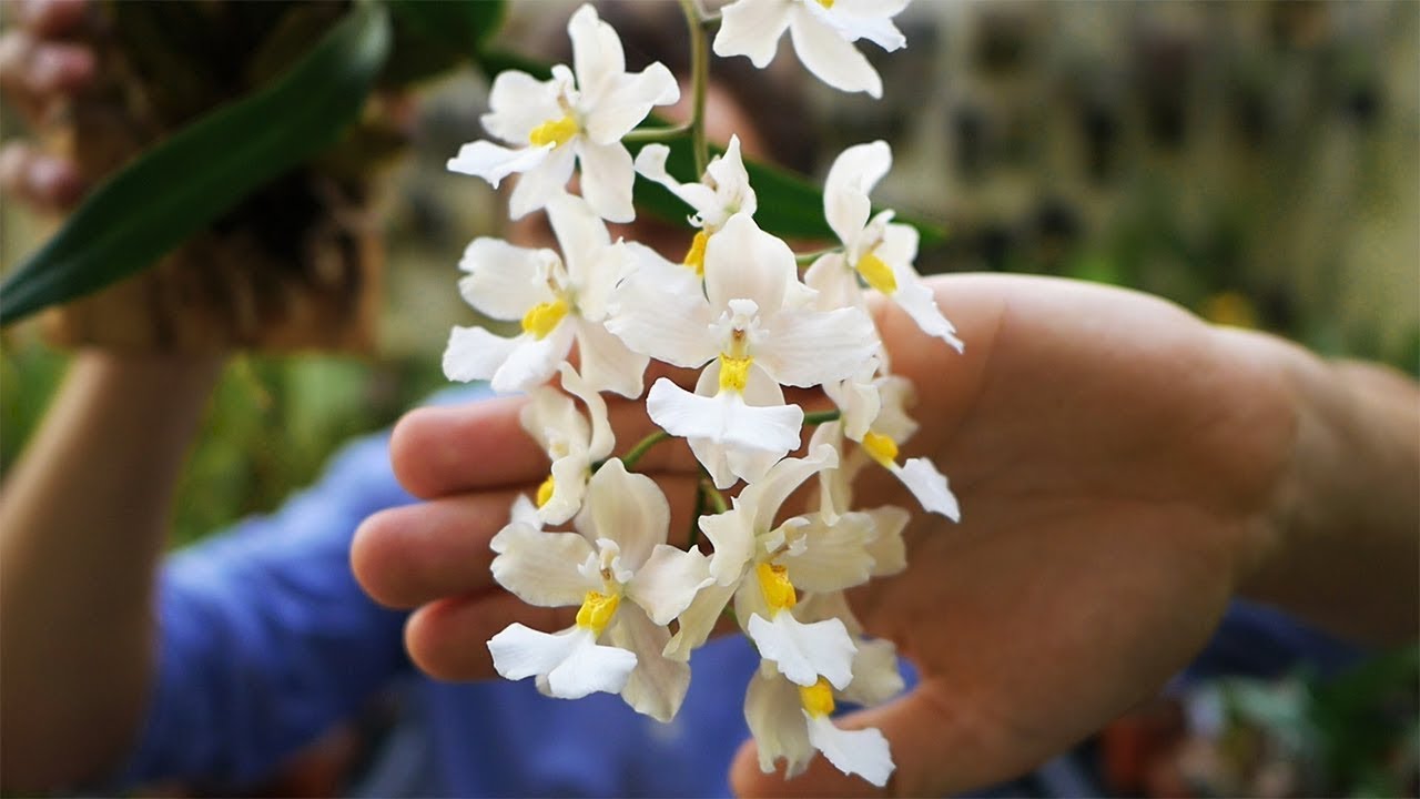Cuitlauzina pendula - Orchideen Pflege leicht gemacht!