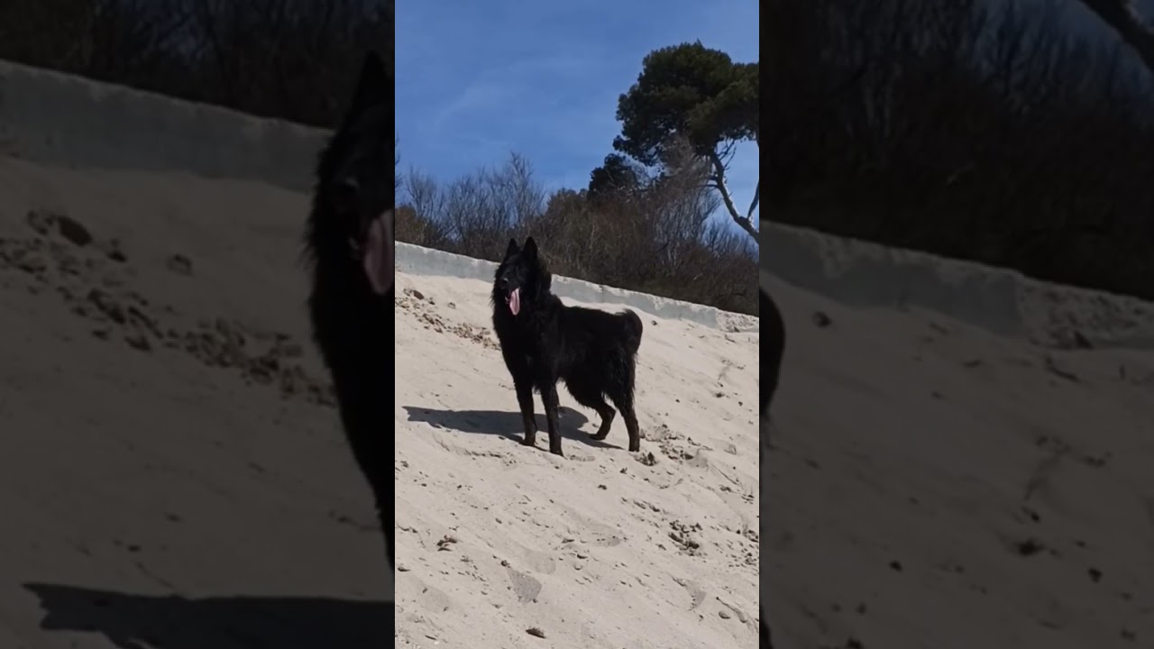 The most curious dog Belgian sheepdog #belgiansheepdog #groenendael #belgianshepherd