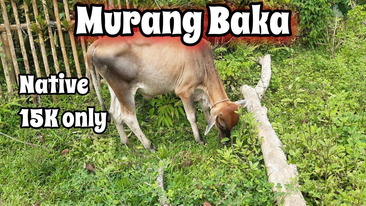 MURANG PRESYUHAN NG BAKA DITO LEYTE