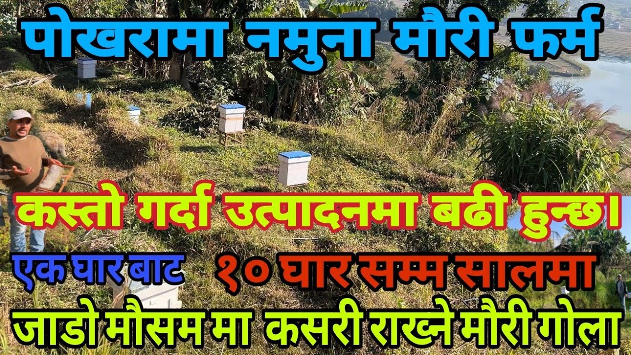 मौरी घार जाडो मौसम मा कसरी वब्थापन गर्ने?#viralvideo#honey #beekeeping