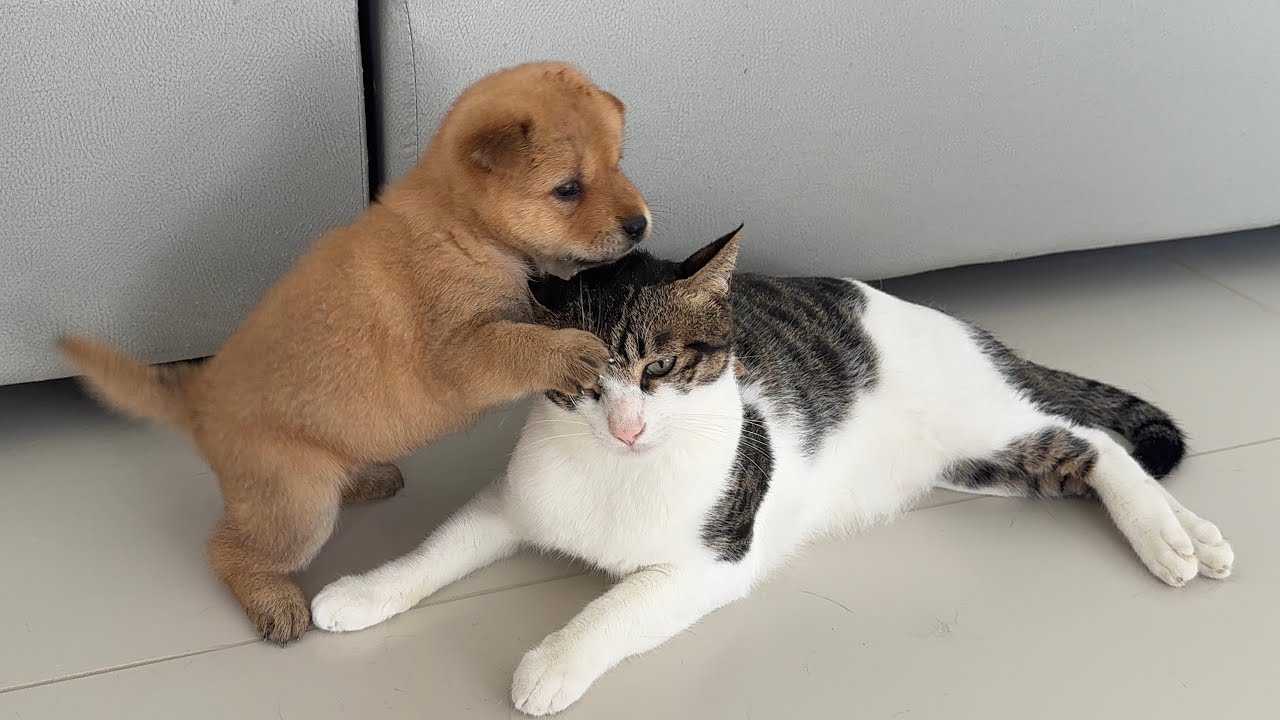 At the first meeting, the tiger cat tolerated this Japanese Shiba Inu puppy like a mother puppy.Cute