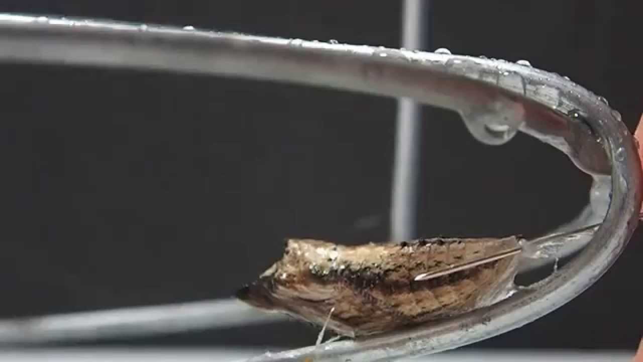 Removing and Pinning Swallowtail Chrysalis