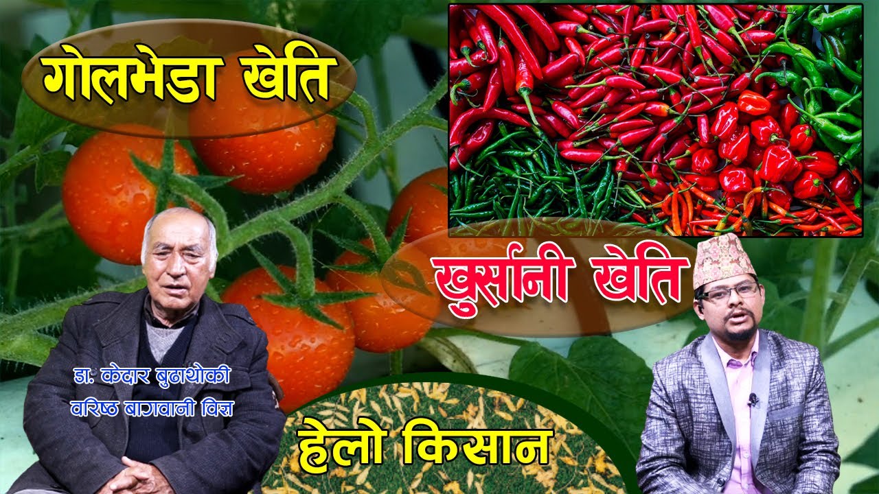 गोलभेडा खेति र खुर्सानी खेतिसम्बन्धि प्राविधिक ज्ञान || Hello Kisan with Dr. Kedar Budhathoki