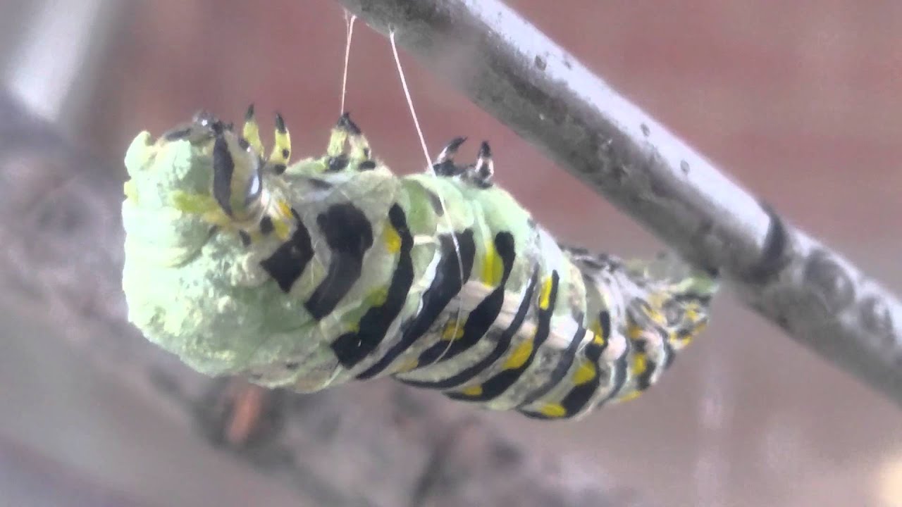 Black swallowtail caterpillar to chrysalis