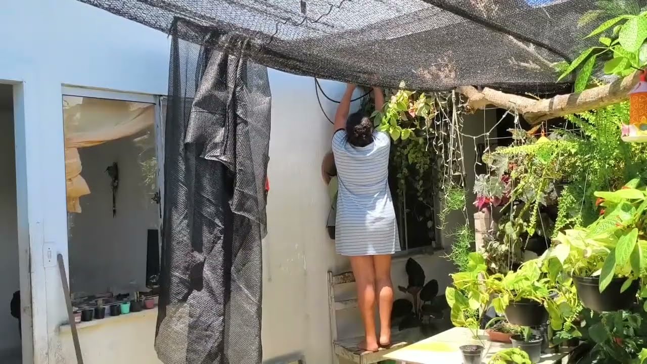 Como salvar as plantas do sol coloquei sombrite 