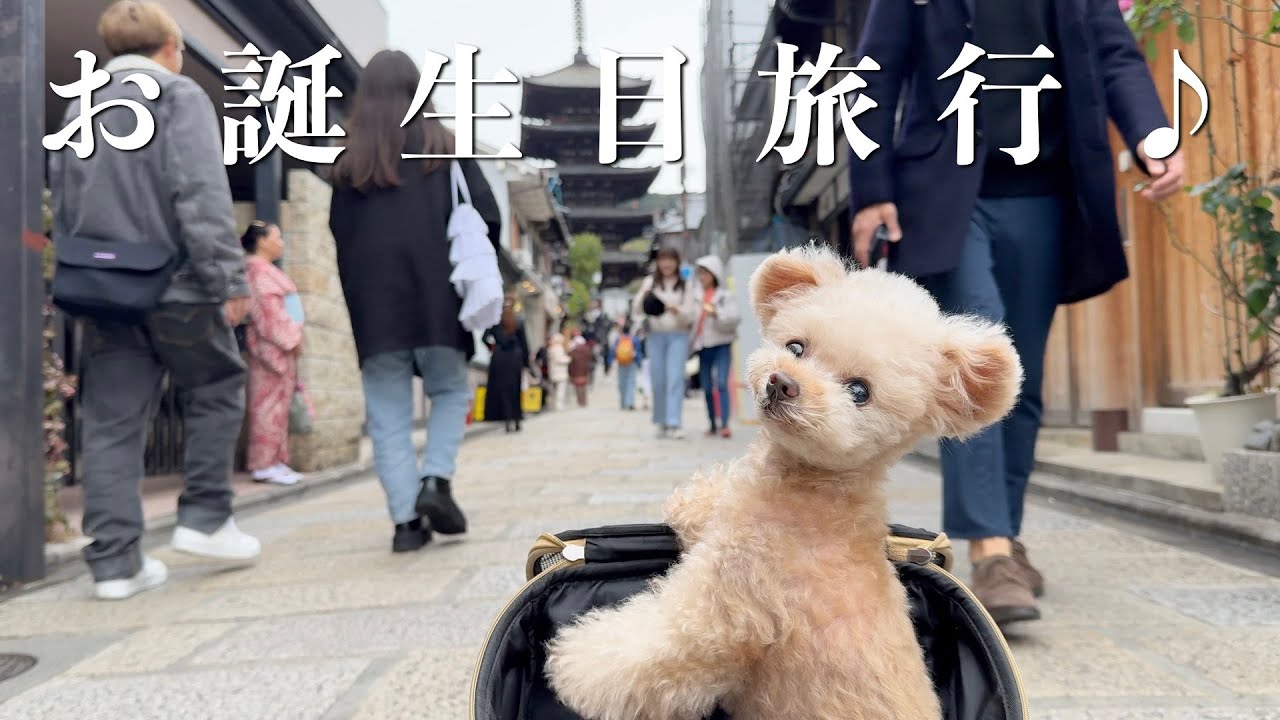 【1日目】お誕生日旅行で京都に行ってきます【トイプードル】
