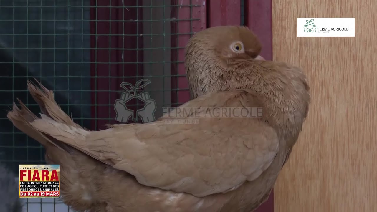 FIARA 2023 : AVEC ASSANE NDIAYE ELEVEUR SPACIALISTE DE PIGEON MONDAIN