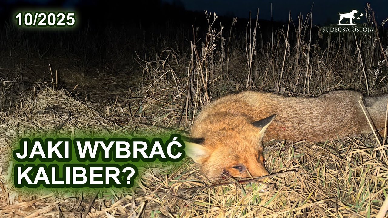 Jaki wybrać kaliber? - SUDECKA OSTOJA 10/2025 Hunting in Poland