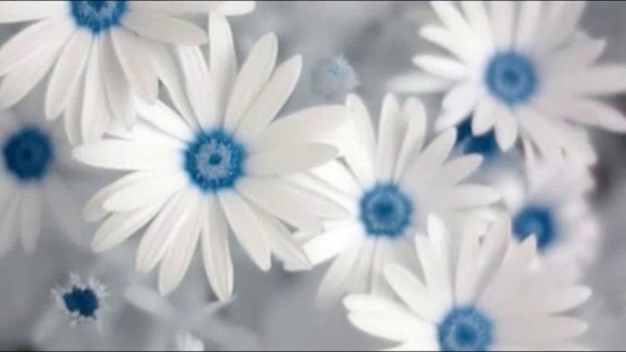 White Flowers Wallpaper Whatsapp Status Images