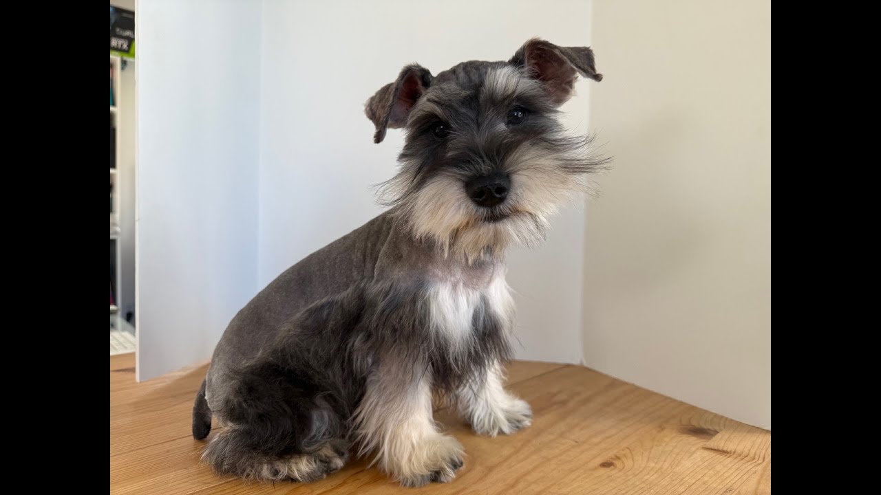 Miniature Schnauzer puppy 6-7 male