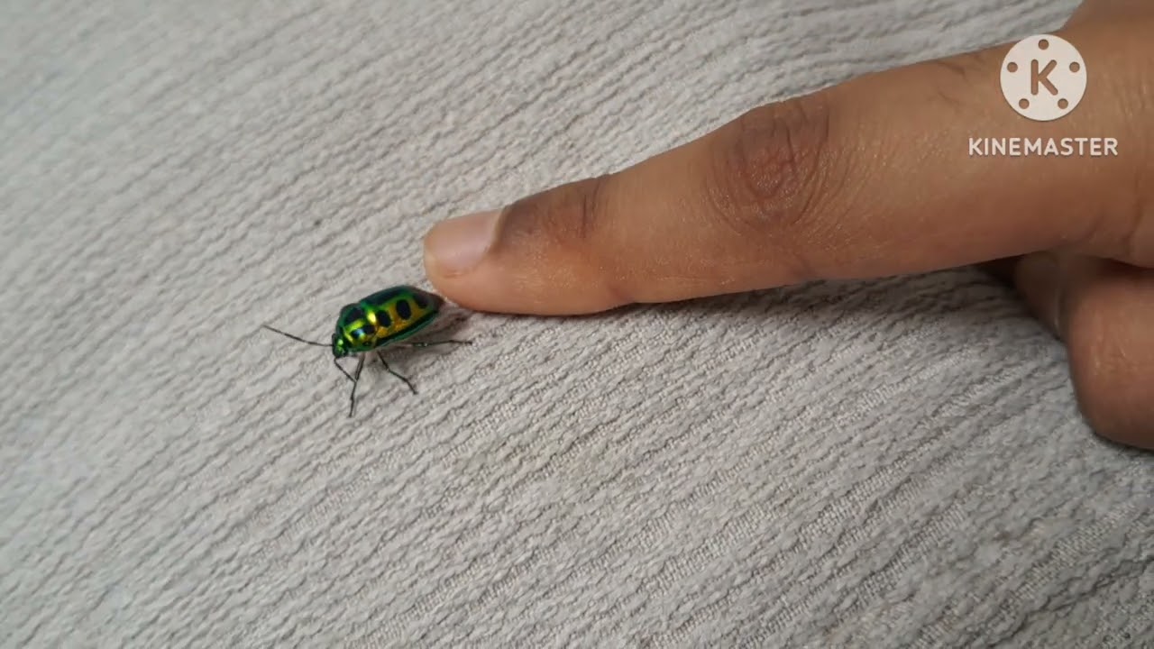 Green Jewel Beetle Flying In Slow Motion 
