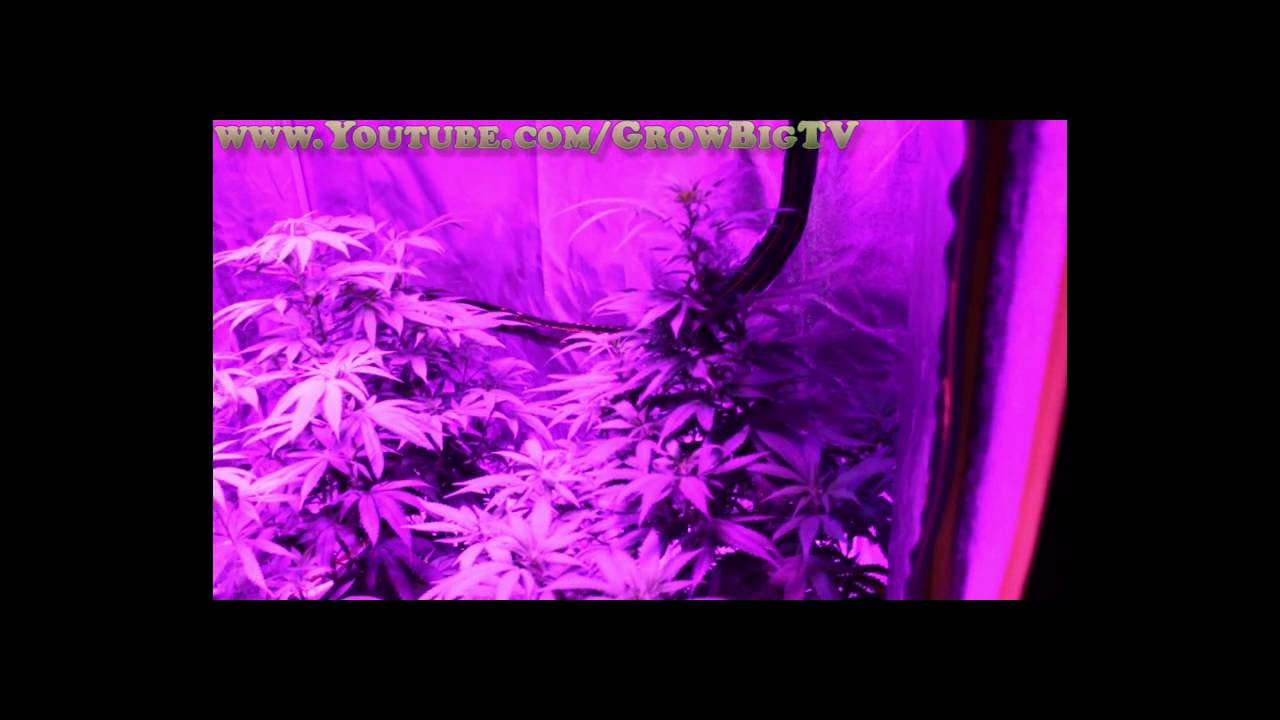 Ultimate LED Test - *Blackstar* VS *GLH* VS *Hydro Grow LED* LA Con Moms