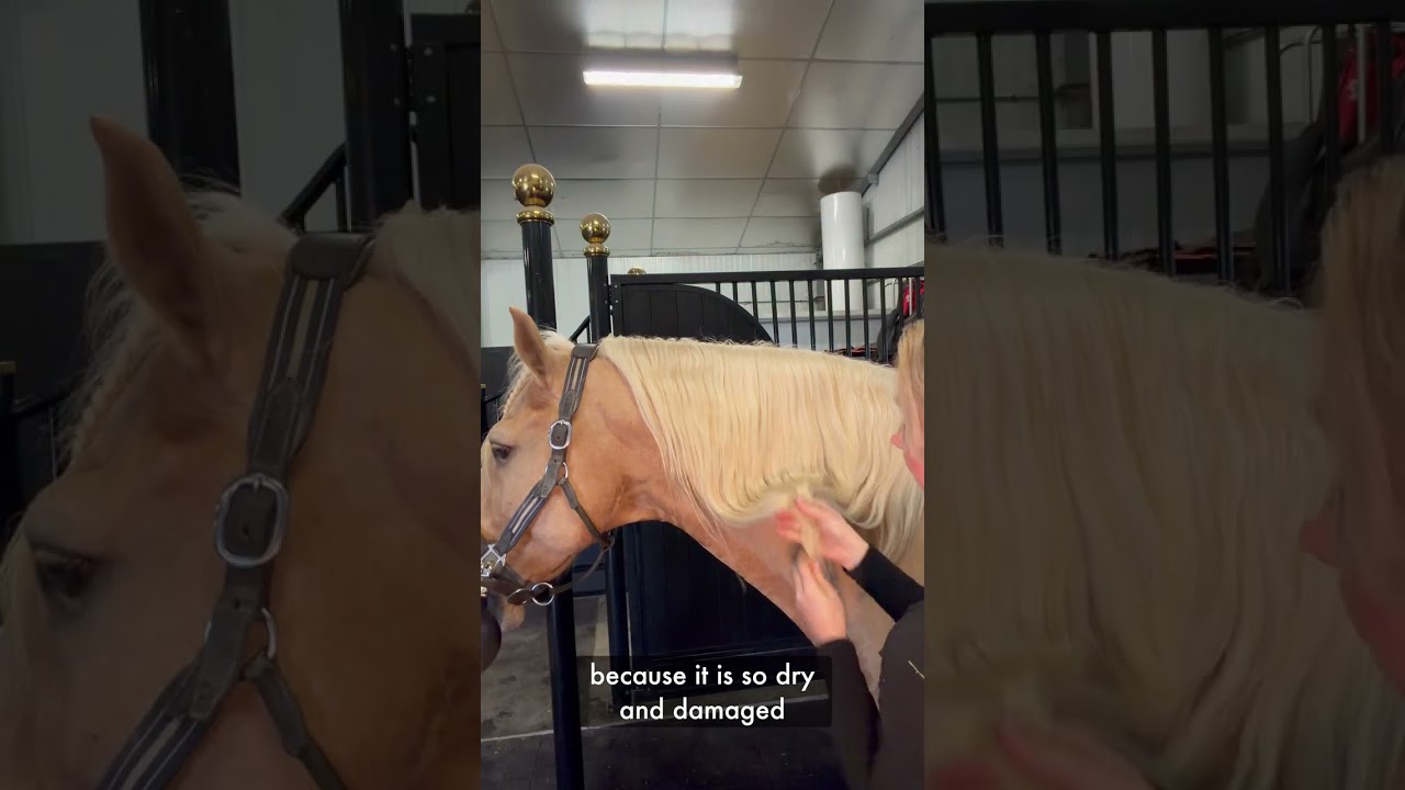 Fixing weak, dry mane in a new horse – the routine I start with 