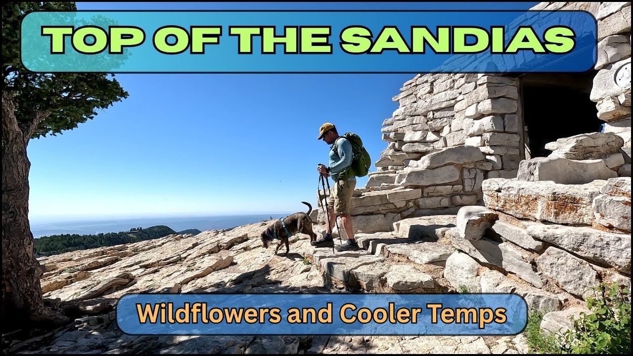 Hiking up to Sandia Crest looking for wildflowers and beating the heat!  Kiwanis Cabin, too.