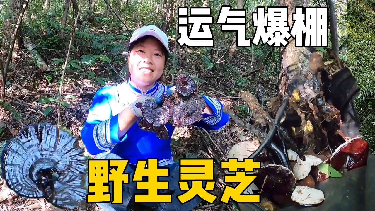 老羅和小曾上山找野生靈芝，一個樹蔸撿到十來朵，太過癮 #侗家老羅