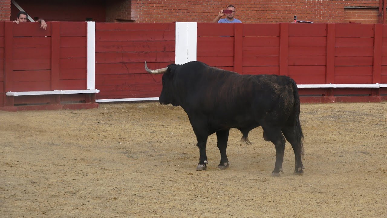 Tordesillas 2025 Desenjaule
