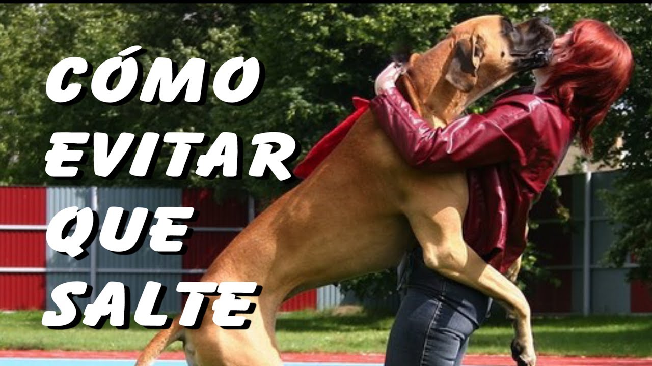 Cómo Evitar que mi Perro Salte al Saludar (4 Trucos)