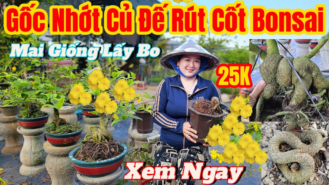 3/3☎️Mai Vàng Giá Rẻ☎️0394104765 Chị Thảo☎️Vườn Chuyên Mai Giống Gốc Nhớt Củ Đế Nở Rút Cốt Bonsai